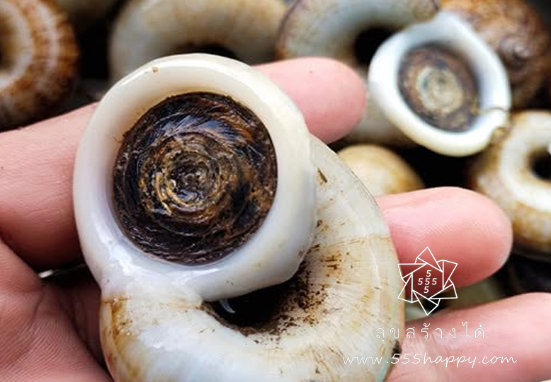 Cyclophorid Snail Operculum