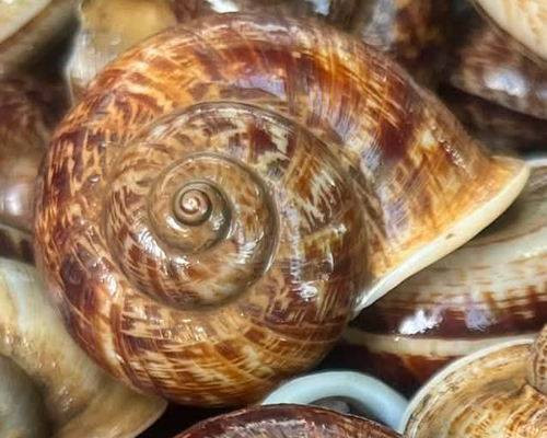 Cyclophorus Snail