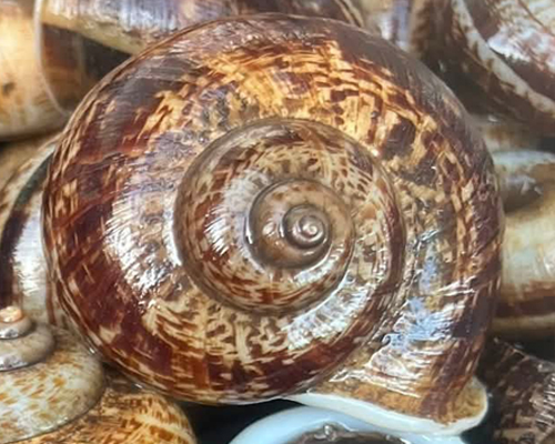 Cyclophorus Land Snail