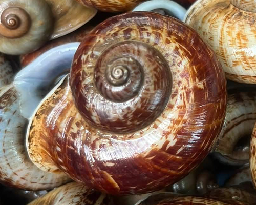 Cyclophoridae Snail
