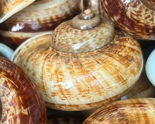 Cyclophorus Shell