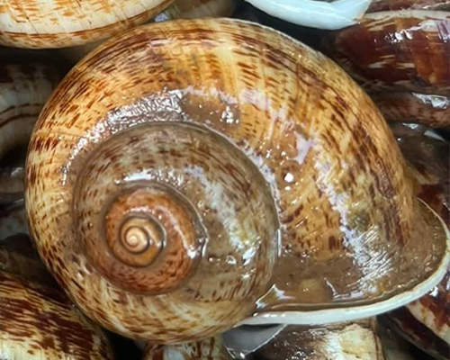 Cyclophorus Thailand