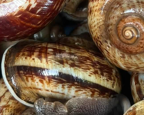 Cyclophorid Snail