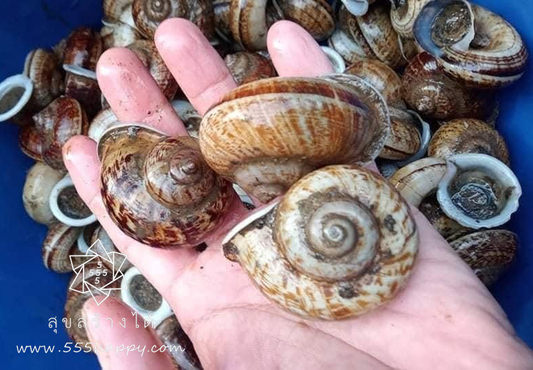 Cyclophorus snail shell