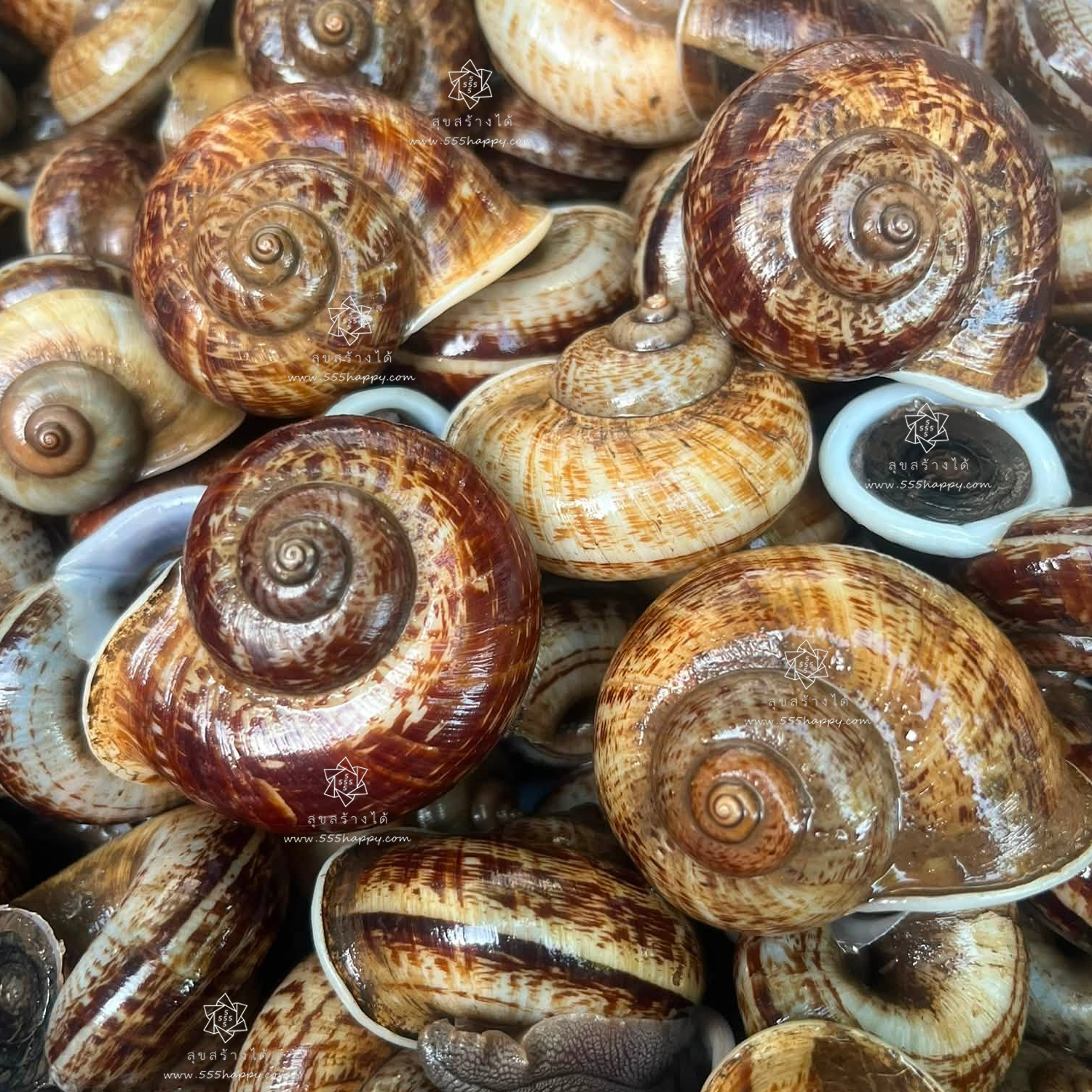 Cyclophorus Siamensis หอยทากบก