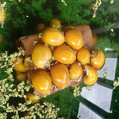 Golden Apple Snail หอยเชอรี่สีทอง