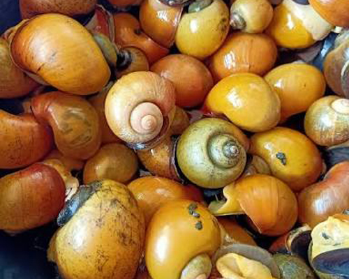 Golden Apple Snail หอยเชอรี่สีทอง