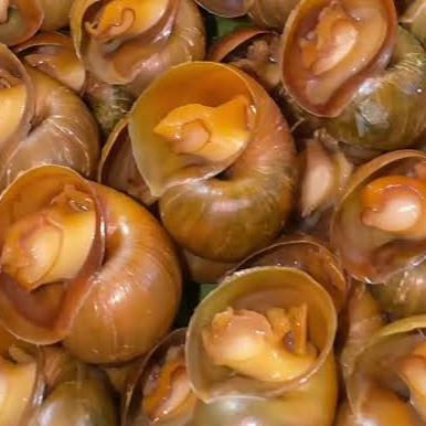 Golden Apple Snail close up