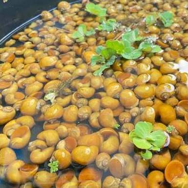 Golden Apple Snail ในบ่อ