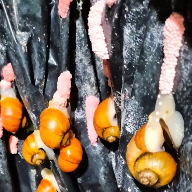 ไข่ Golden Apple Snail สีชมพู