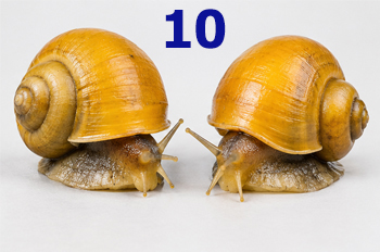 พ่อแม่พันธุ์ 10 คู่