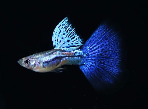 Blue Grass Guppy