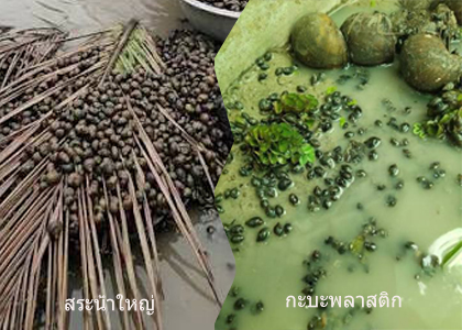 การเลี้ยงหอยปัง